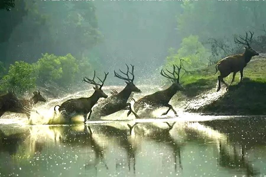 
                                                                                                        【蘇北水澤之都】李中水上森林、瘦西湖、水下兵馬俑、丹頂鶴麋鹿保護區8日
                                                                                                        