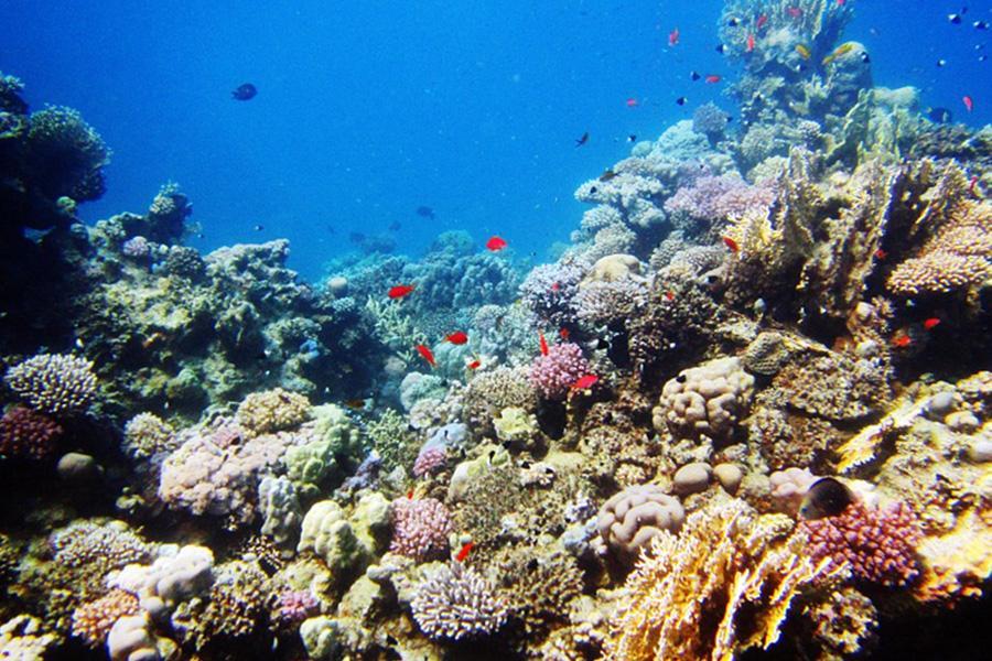 【快閃宿霧】資生堂島(SUP立槳划板體驗+沙丁魚風暴)、歐斯陸鯨鯊5日