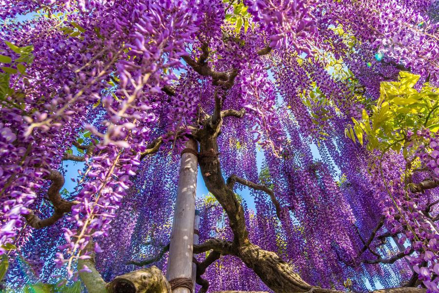 
                                                                                                        【春趣立山】紫藤花、芝櫻、上高地祕境、合掌村、高山古街、螃蟹、溫泉6日
                                                                                                        