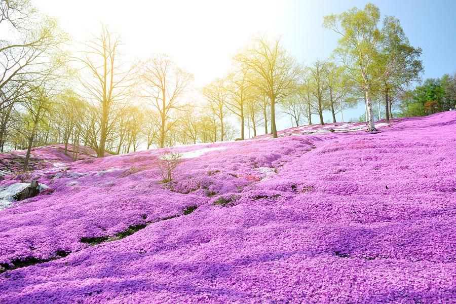 
                                                                                                        【繁花浪漫北海道】藻琴山芝櫻.上湧別鬱金香.真鍋庭園.大雪森之庭院6日
                                                                                                        