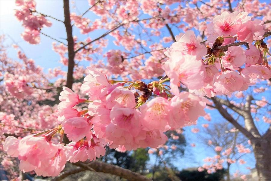 
                                                                        精選｜東京賞櫻x百選名勝～富士河口湖．隅田公園．千鳥之淵．採果溫泉7日
                                                                        