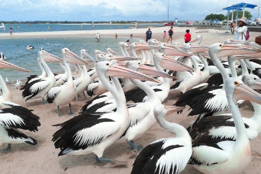 
                                                                        黃金海岸輕旅行~天堂鄉農莊、無尾熊、酒莊、遊船、大嘴鳥7天
                                                                        