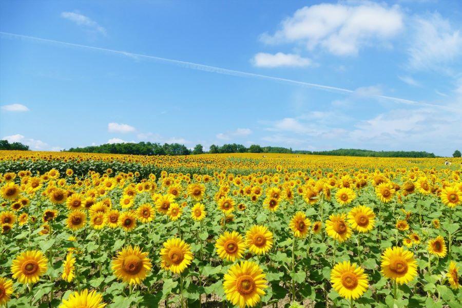 
                                                                                                        【典藏北海道、花鄉載夢遊】富田農場、北國馬場、美人溫泉、品三大蟹五日
                                                                                                        