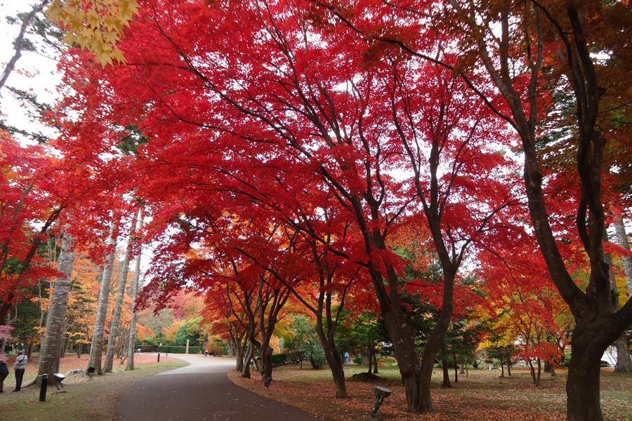 
                                                                                                        【典藏北海道之絕景紅葉】豐平峽、有珠山、大沼湖、三大蟹、三晚溫泉五日遊
                                                                                                        
