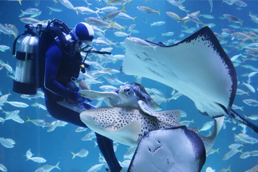 
                                                                                                        【限時搶購】快閃首爾~夢幻水族館.韓服遊古宮.秘境植物園.塗鴉秀5日
                                                                                                        