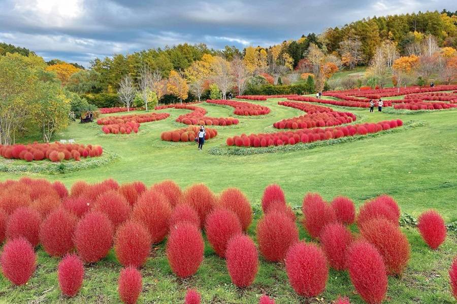 北海道森情食光】三國峠樹海.由仁花園掃帚草.黑岳纜車.豐平峽谷6日- 國