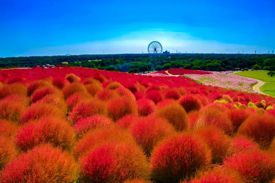 
                                                                                                        精選｜東京夏秋限定～掃帚草花海×鬼怒川激流×鋼彈地標×和牛溫泉之旅5日
                                                                                                        