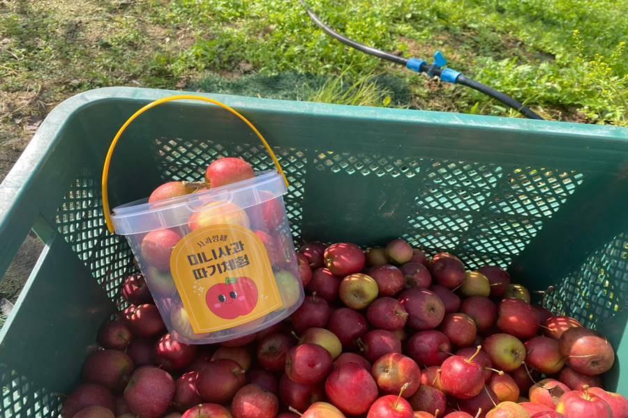 
                                                                                                        【韓國採果樂】現採迷你蘋果.韓服遊景福宮.JUMP功夫秀.通仁市場5日
                                                                                                        