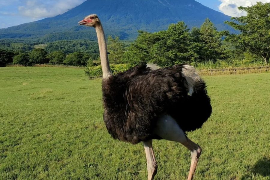 
                                                                                                        【秋趣北海道】二世谷希爾頓.留壽都.洞爺湖遊船.鴕鳥牧場.黑岳纜車6日
                                                                                                        