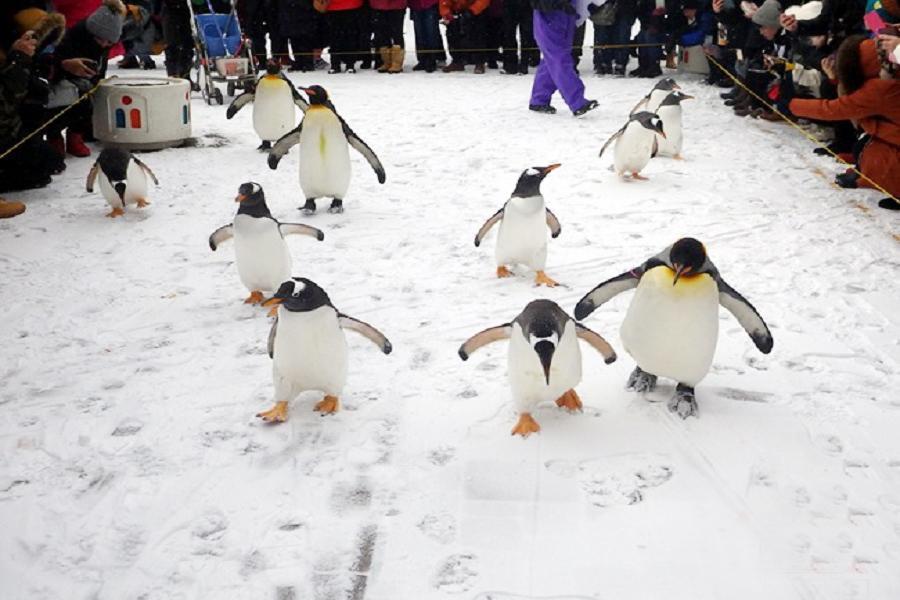
                                                                                                        【閃耀北海道】尼克斯海洋.熊牧場.藻岩山纜車.札幌白色燈樹.5日
                                                                                                        