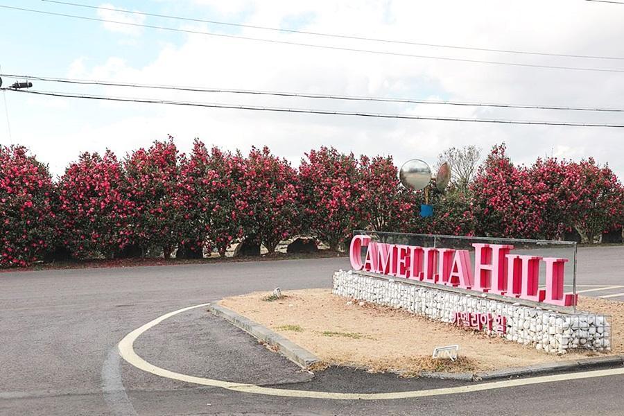 
                                                                                                        【買一送一】浪漫粉紅黛子草、山茶花之丘、雪綠茶博物館、方舟教堂濟州4天
                                                                                                        