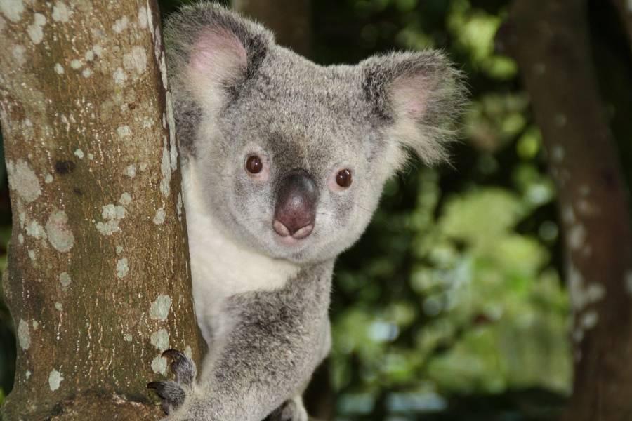 
                                                                        【三月季春CHILL銷】天堂鄉農莊、可倫賓保護園、Q1、黃金海岸7日
                                                                        