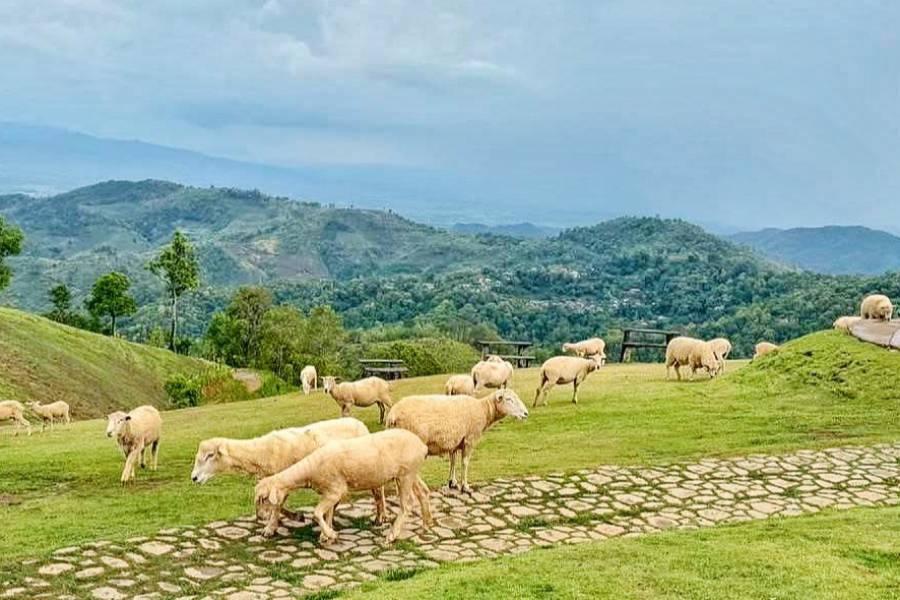 
                                                                        【馬上出發】星動泰北、雙城秘境、萌寵雙遊、美拍打卡 清邁五日
                                                                        