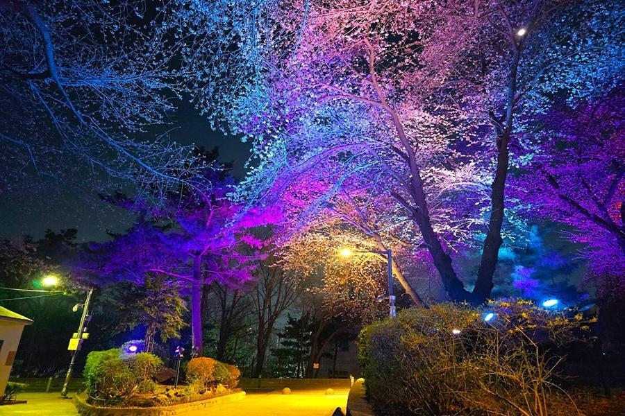 
                                                                                                        【首爾夜櫻盛典】仁川自由公園夜櫻.樂天石村湖.美人魚秀.時尚聖水洞5日
                                                                                                        