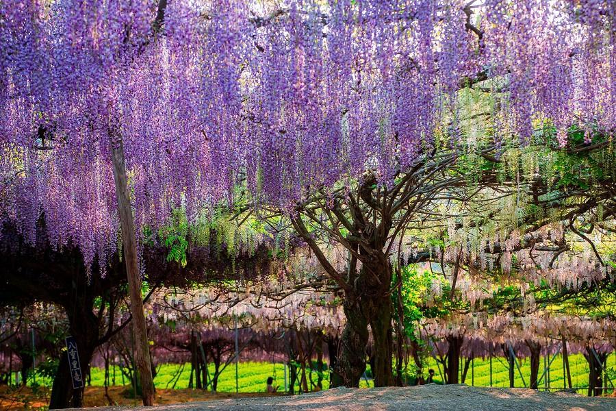 
                                                                                                        【熊紫愛九州藤花】動物園叢林巴士、黑木大藤、柳川扁舟、和牛燒肉放題5日
                                                                                                        