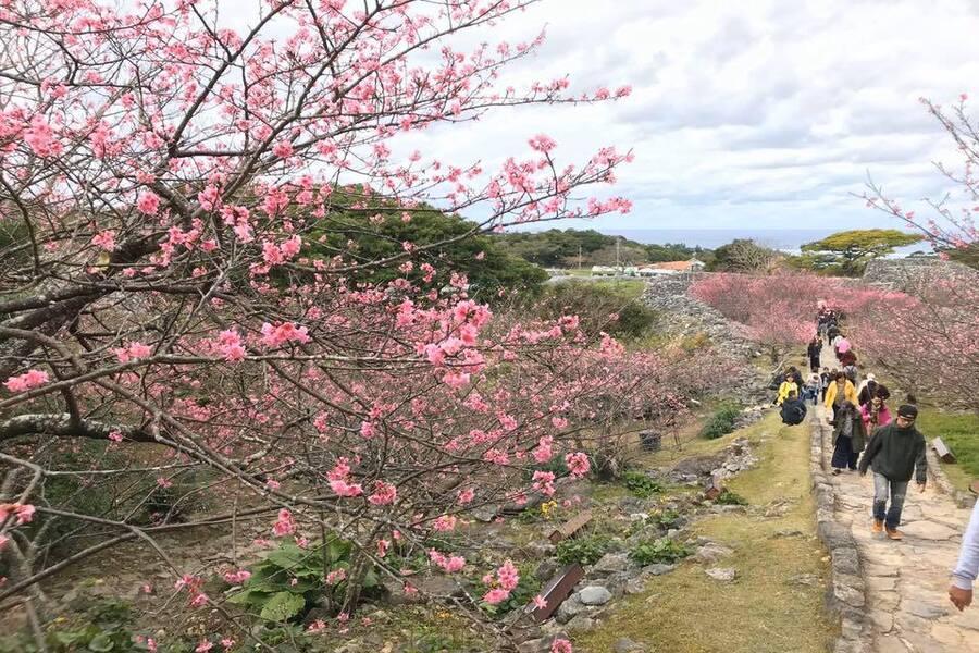 
                                                                                                        台中出發【花現沖繩】今歸仁城跡賞櫻、慶良間群島賞鯨、貓咪奧武島四日
                                                                                                        