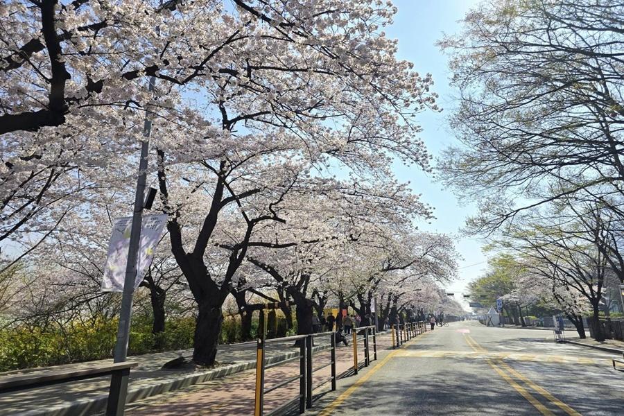 
                                                                                                        韓國櫻花漫舞~汝矣島櫻花大道.樂天世界石村湖.韓服遊古宮.普羅旺斯5日
                                                                                                        