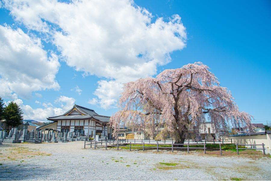 
                                                                                                        【精選星宇北國追櫻七景】北斗櫻迴廊、五稜吉野櫻、函館山夜景、保住三溫泉
                                                                                                        