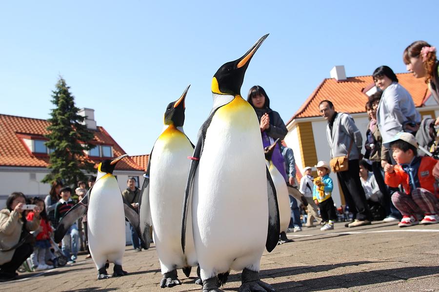【每月一物、十人成行】函館夜景、企鵝遊行、品長腳蟹、海景自助餐、雙溫泉