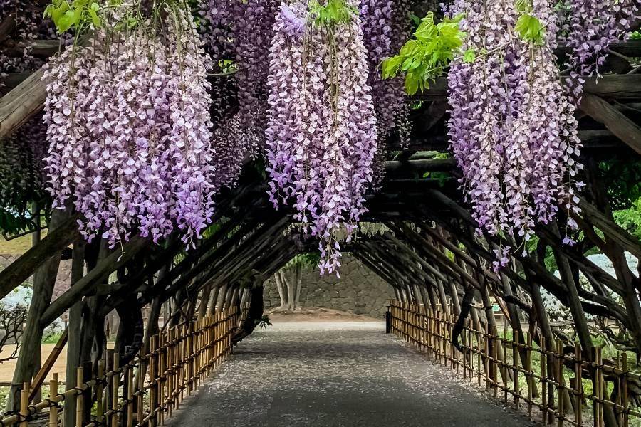 
                                                                        【北海道夢幻紫藤】尼克斯海洋公園．熊牧場．函館山纜車．摩天輪夜景6日
                                                                        