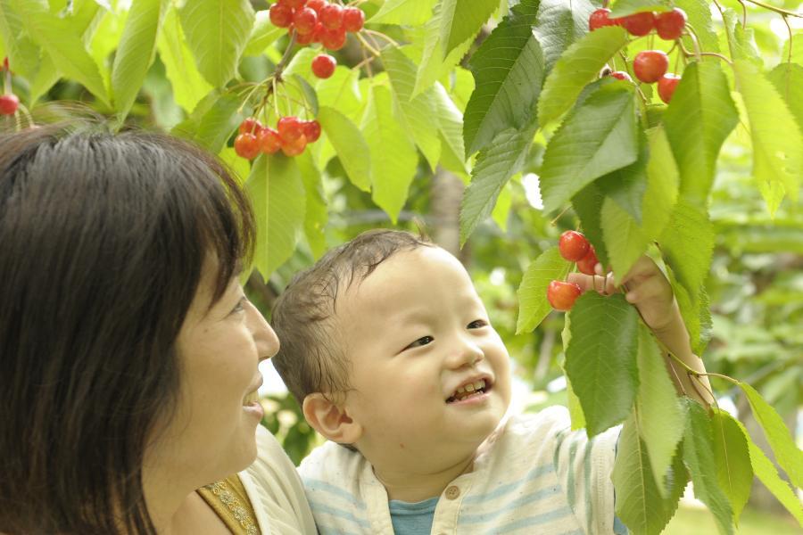 【精選彩虹花田】甜心櫻桃、浪漫夜景、螃蟹美食、二晚溫泉、満喫北國五日遊