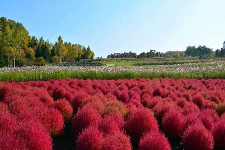 【北海道森秋楓采】大沼楓情.神仙沼.函館山纜車.香雪園.邂逅紅葉6日