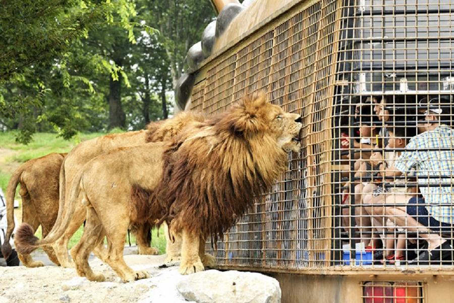 
                                                                        【樂遊九州】豪斯登堡．野生動物園．童書之森．萌熊電車．柳川遊船５日
                                                                        