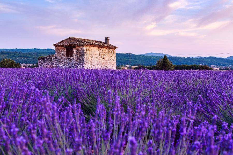 【南法花季】普羅旺斯薰衣草、葡萄酒鄉品酒、卡爾卡頌城堡、河谷遊船12日
