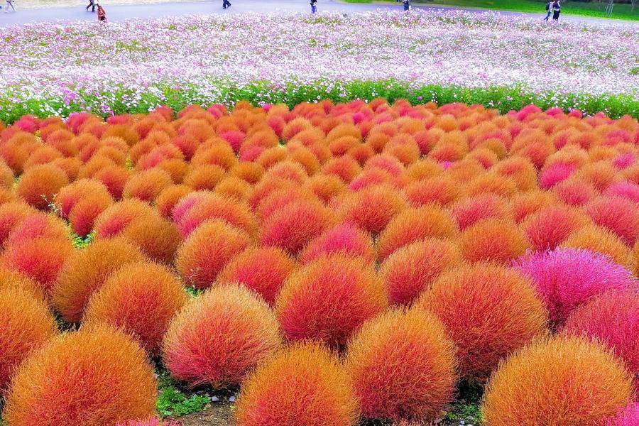 
                                                                        台中出發【遇見楓紅】波波草浪、那須纜車、日光拾秋、歐風輕井澤、二晚溫泉
                                                                        