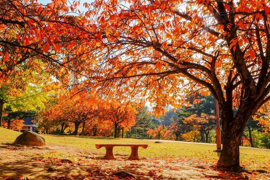 
                                                                        【星戀楓釜山】二晚華美達、古都佛國寺楓紅、六星水療汗蒸幕、光影藝術5日
                                                                        