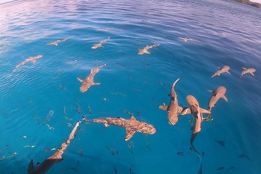 
                                                                                                        【玩瘋帛琉】北島海陸玩透透、水母湖、牛奶湖SPA、鯊魚共遊、歡樂海釣六日遊
                                                                                                        