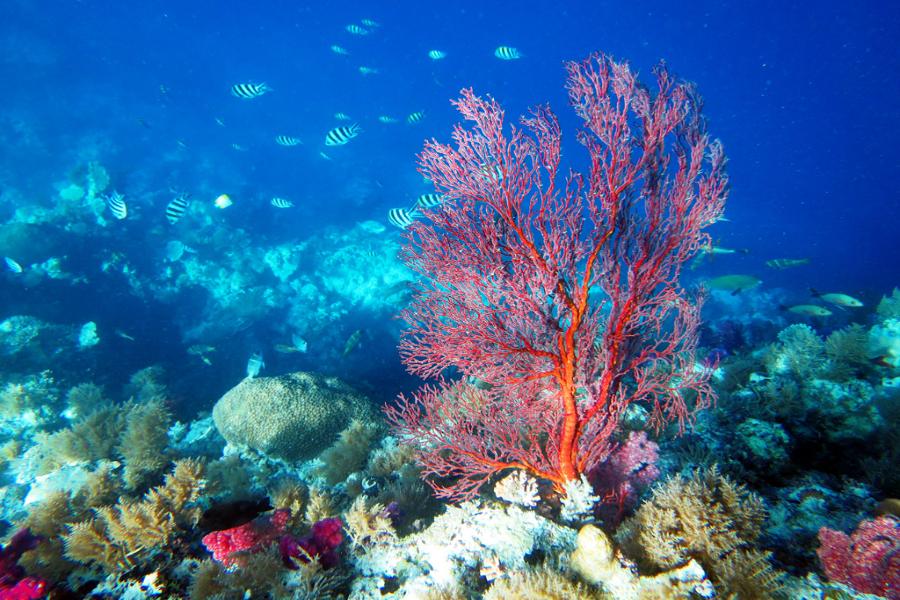 
                                                                                                        【玩瘋帛琉】北島海陸玩透透、水母湖、牛奶湖SPA、鯊魚共遊、歡樂海釣六日遊∕週三出發
                                                                                                        