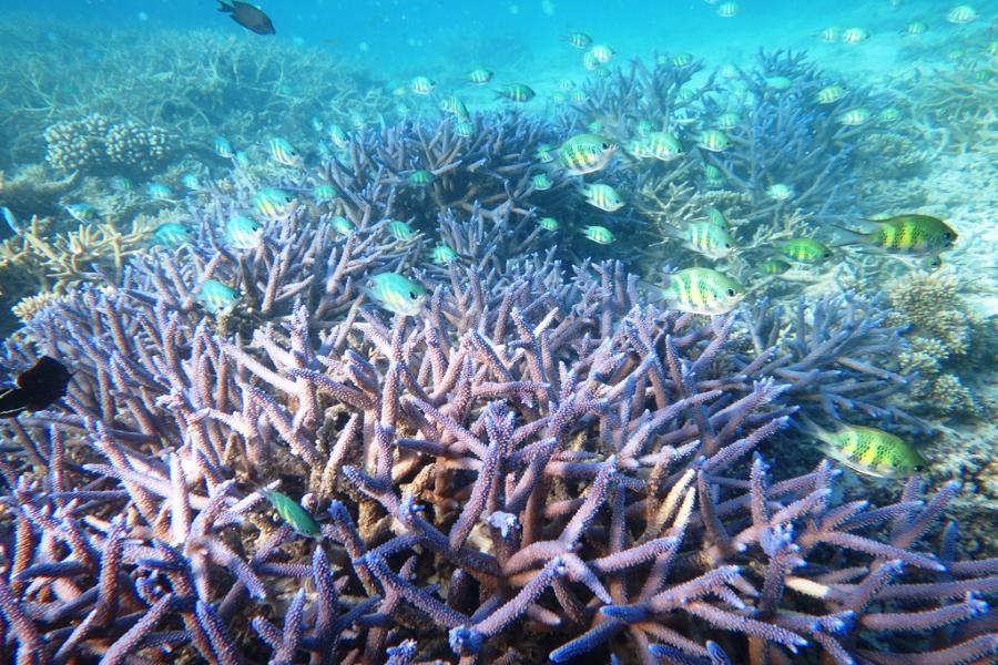 
                                                                                                        【湛藍帛琉】三次出海、水母湖、鯊魚共遊、歡樂海釣、硨磲星光吧六日遊∕週三出發
                                                                                                        