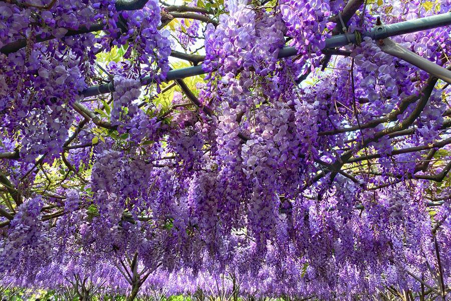 
                                                                                                        【迷你團】春賞百花，花漾武陵福壽山、梨山1956秘密花園二日遊
                                                                                                        