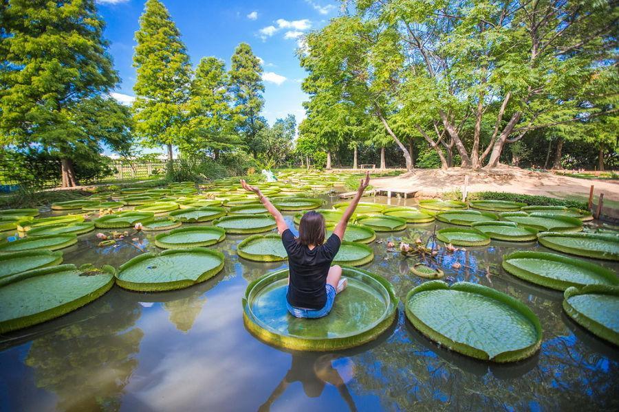 
                                                                                                        【觀音蓮花季】荷園賞蓮、白沙岬燈塔、大溪木博館、鳳飛飛故事館一日遊
                                                                                                        