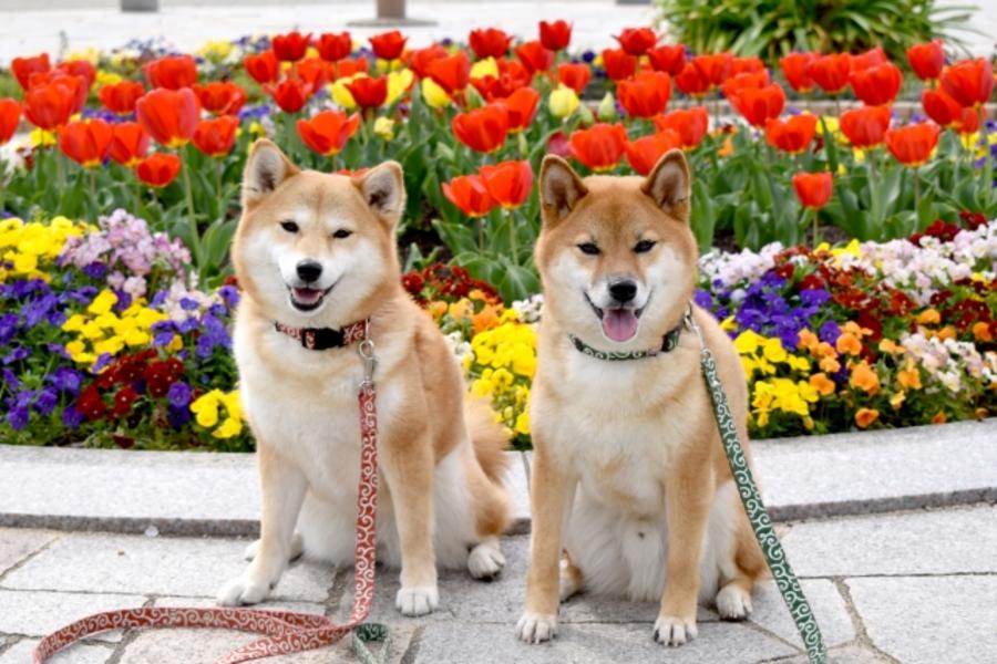 
                                                                                                        【毛起來玩❤汪汪玩台中】萌犬幼兒園、快樂狗餐廳1日遊
                                                                                                        
