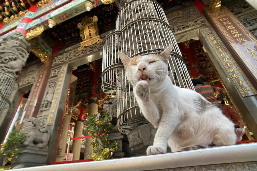 
                                                                                                        【毛起來玩❤喵喵別跑】猴硐貓村、板橋動物之家、貓廟義天宮、深澳象鼻岩一日遊
                                                                                                        