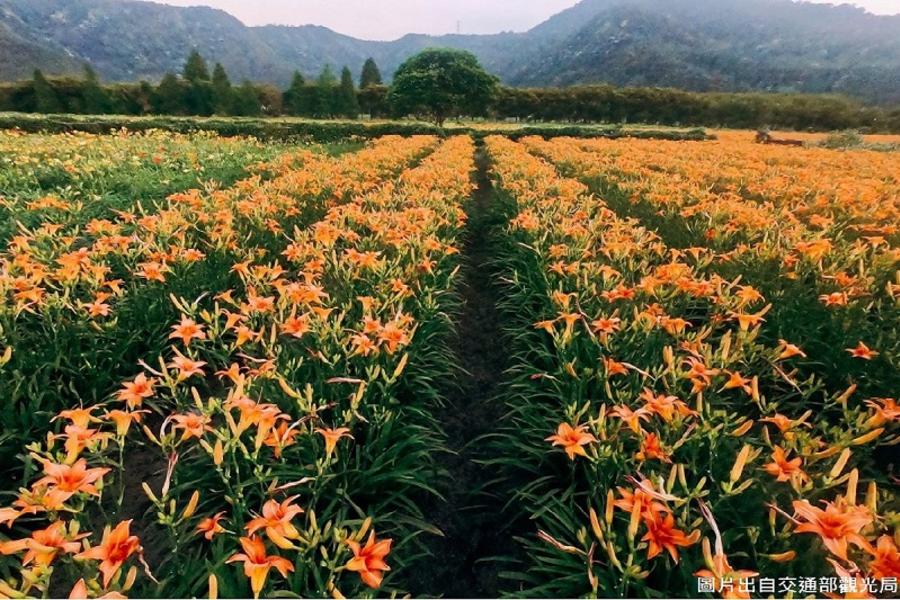 【頭社金針花】日月潭貓囒山步道.頭社活盆地.向山湖景.紫南宮.南投二日