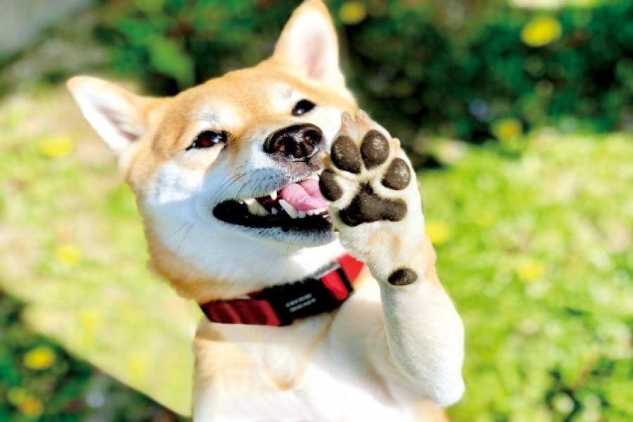 
                                                                                                        【毛起來玩X汪汪苗栗】南庄護魚步道、玫瑰森林、彩虹隧道1日遊
                                                                                                        