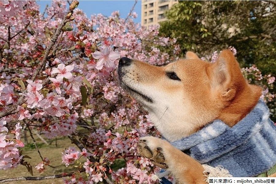 
                                                                                                        【春遊賞花、甜蜜莓好】浪漫河津櫻、東眼山森呼吸、楓林大道、鮮採草莓二日
                                                                                                        