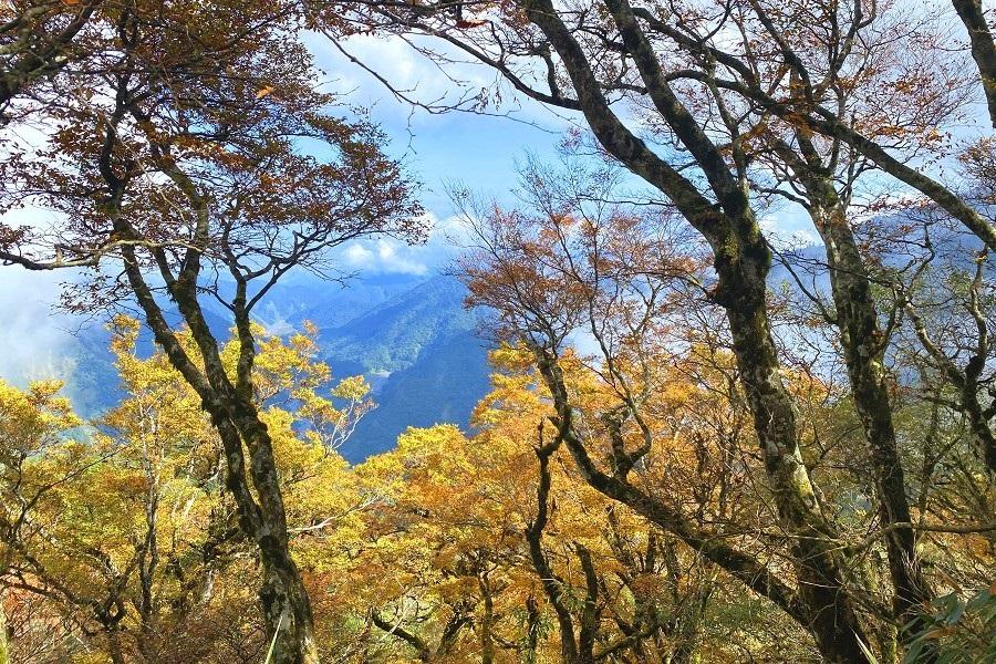 
                                                                                                        【秋天來追金】國寶級珍稀山毛櫸黃金森林、全台最大高山雲霧飄渺翠峰湖一日
                                                                                                        