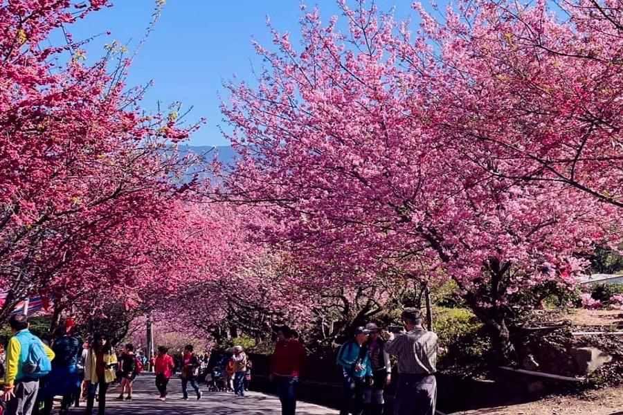 
                                                                                                        【玉山春櫻】草坪頭茶園、櫻桃李花海秘境、情人谷、彩虹瀑布、東埔溫泉二日
                                                                                                        