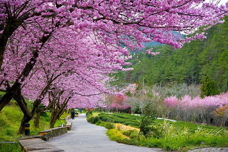 
                                                                                                        【新中橫玉山群峰】塔塔加麟趾山步道、竹崎春花賞、百年市場、東埔溫泉三日
                                                                                                        