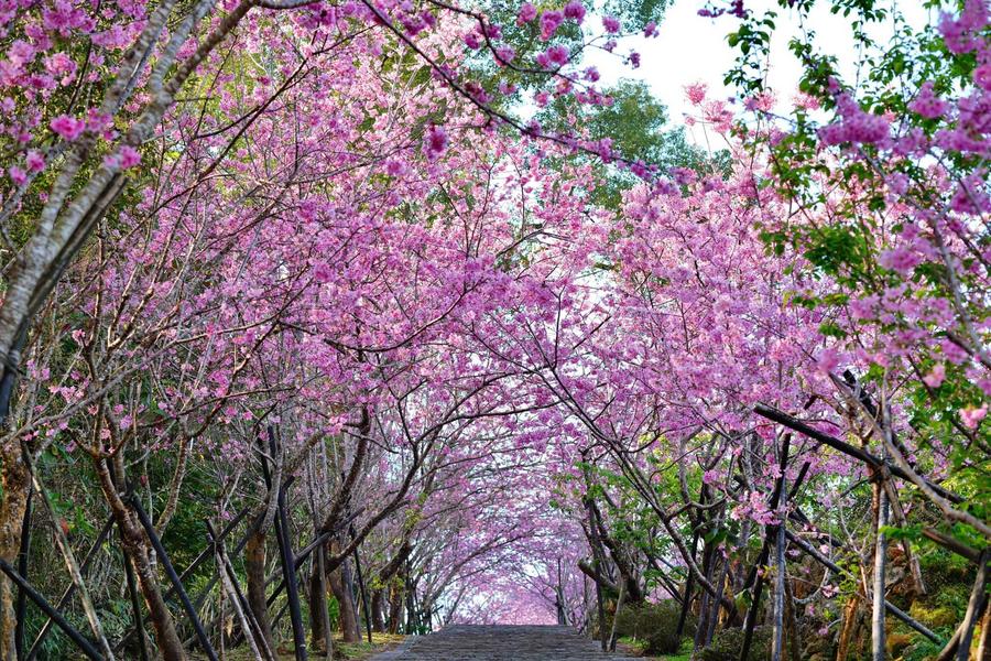 
                                                                                                        【春季賞櫻】杉林溪櫻花林河岸、松瀧岩瀑布、鳳凰河津櫻333粉紅隧道二日
                                                                                                        