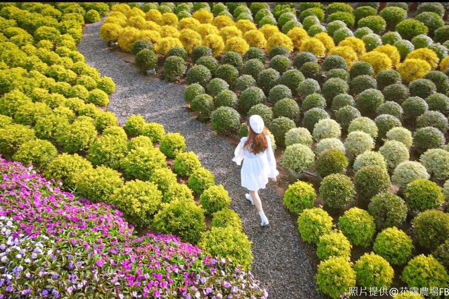 浪漫花語 薰衣草 花露農場 清安豆腐街 採草莓體驗一日遊 旅遊行程搜尋推薦 東南旅遊