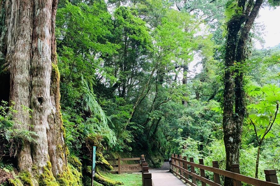 
                                                                                                        【紅檜山林】拉拉山國家森林遊樂區、紅檜林、神木群步道一日遊
                                                                                                        