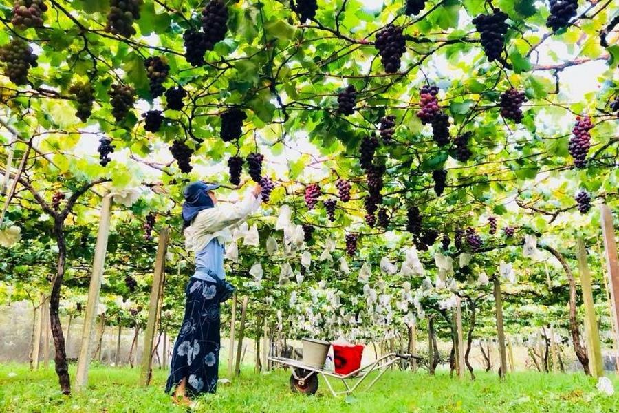 
                                                                                                        【葡夏饗宴】新峰農場鮮採葡萄、巨型紅龜粿客家文化園區、東勢美食一日遊
                                                                                                        
