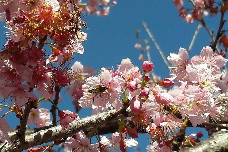 迷你團 春天花現發財 草坪頭櫻花季 紫南宮 集集老街一日遊 旅遊行程搜尋推薦 東南旅遊