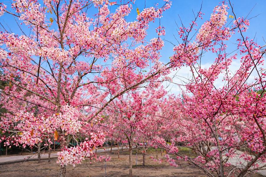 
                                                                                                        烏山頭春花綻、必比登仙香飲食店、鈺鼎步道、龜丹足浴、寶光聖堂花旗木二日
                                                                                                        