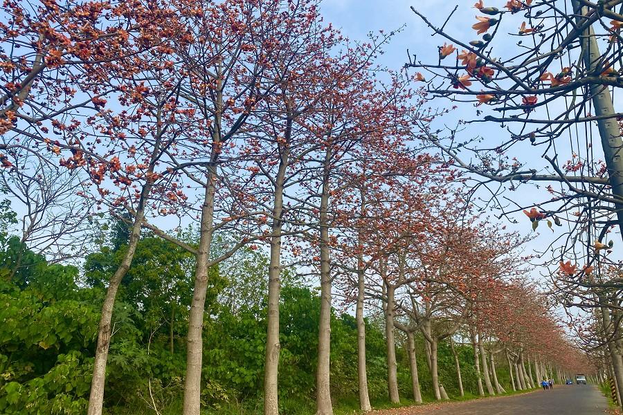 
                                                                                                        【橘紅花海】全台最長東螺溪木棉花道.北斗小鎮美食.田尾公路花園一日遊
                                                                                                        